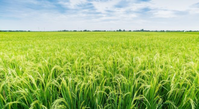 Mars`ta Genetiği Değiştirilmiş Pirinç Üretimi İçin Yeni Araştırma