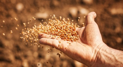 Farelerin Buğday Hasarına Devrim Niteliğinde Yaklaşım