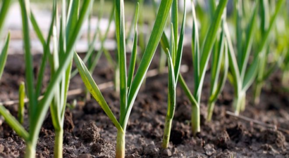 Kastamonu Çiftçileri İçin Kötü Haber