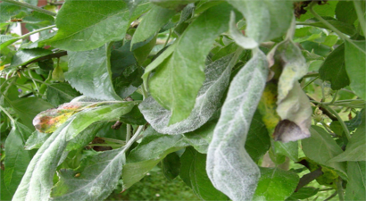 ELMA KÜLLEMESİ İLE MÜCADELE!