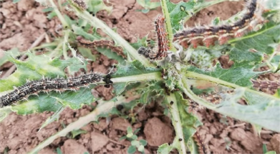 PAMUKTA DİKENLİ KURT İLE MÜCADELE!