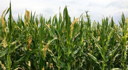 MISIRDA YAPRAK YANIĞI MÜCADELESİ!