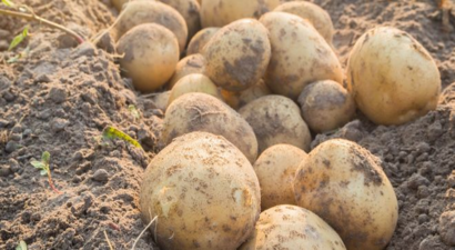 Patateste Rekor Rekolte Bekleniyor