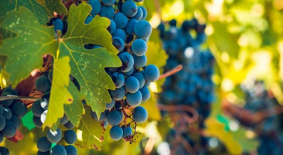 Çiftçilerin ve Bilim İnsanlarının Birlikte Çalışması Gerekiyor