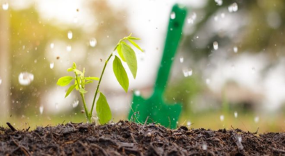 Araştırmaya Göre Etilen Bitki Verimini ve Canlılığını Artırıyor