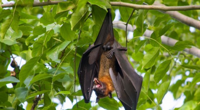 Çiftliklerde Organik Tarıma Geçiş Yaban Hayatı Nasıl Etkiliyor?