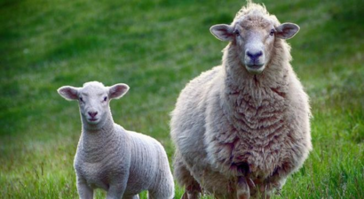 Dağıtımı Başlayan `Seyyar Koyun Çadırı` Projesinde Başvuru Süresi Daralıyor