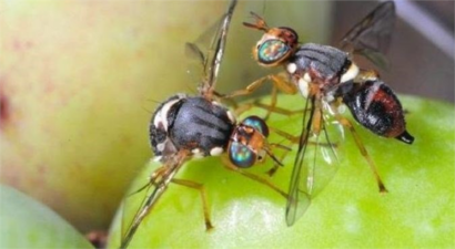 ZEYTİN SİNEĞİ İLE MÜCADELE!