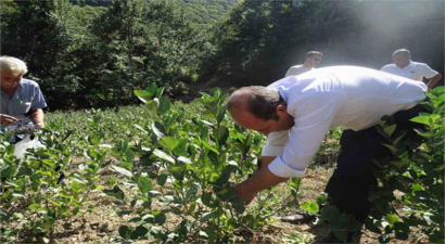 Süper Meyvede İlk Hasat