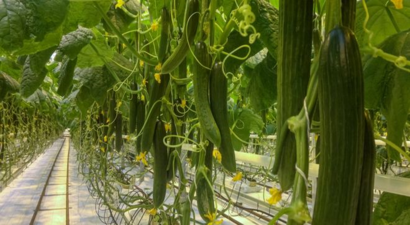 Hollandalı WUR Araştırmacıları, Yapay Zeka ile Salatalık Yetiştiriyor