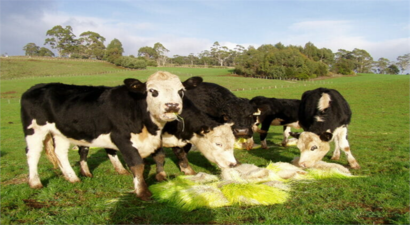 Hidroponik Yem: Batı`nın Su Sorununa Çözüm Olabilir mi?