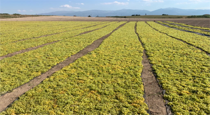 Üzümde Zor Bir Sezon Yaşanıyor