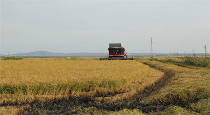 Türkiye`nin Pirinç Deposu Edirne, Verimli Çeltik Hasadına Hazır