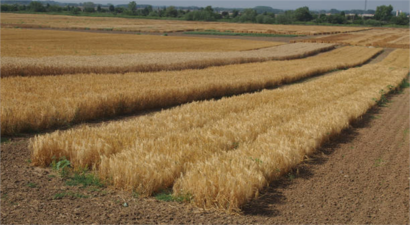 TİGEM İşletmeleri Hububat Hasadında Rekor Kırdı