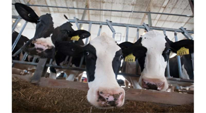 Süt Verimi ve Kalitesini Artırmak İçin Histidin Çözümü