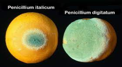 Depo Çürüklüğü ile Mücadele!