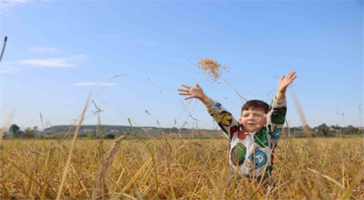 Samsun Çeltik Hasadı: Fiyatlar Açıklanmıyor, Üreticiler Endişeli