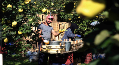 Dünya Çapında Talep Gören `Dalların Altın Sarısı` Ayva Hasadı Başladı