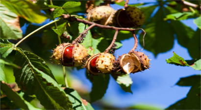 Kestane Krizinin Ardında Ne Var? Aydın Dağlarında Neler Oluyor?