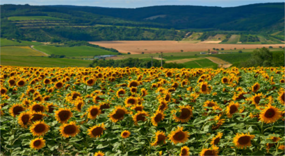 Trakya`da Ayçiçeği Tarımına Destek!