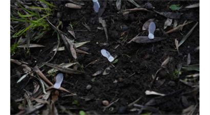 Yapay Zeka Tarıma El Attı: Acer i-Seed, Çevresel Değişkenleri İzleyen Yenilikçi Bir Çözüm