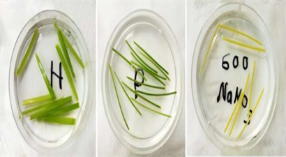 Sodyum Savaşı: Toprak Tuzluluğu ve Bitki Hayatının Geleceği