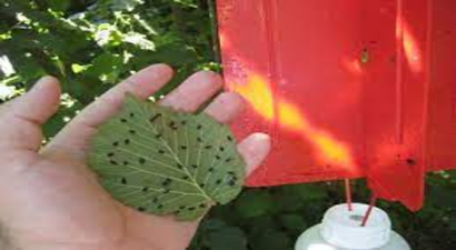 Fındık`ta Dalkıran ile Mücadele!