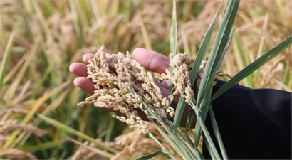 Çeltik Yanıklığına Direnen 7 Yeni Çeşit