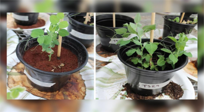 Uzayda Tarım Devrimi: Texas A&M Ekibi, Mars Toprağında Gübrenin Sırlarını Çözüyor!