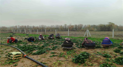 Bilecik`teki Kadın İşçiler, Soğuk Hava Şartlarına Rağmen Güçlü Elleriyle 50 Ton Ispanak Hasadı Yapıyor