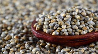 RUDN Tarım Uzmanları, Darı Genetik Çeşitliliğinin İzini Sürdü