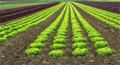 Marul Mildiyösü ile Mücadele!