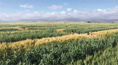 Sıcak Hava Dalgalarına Karşı Çözüm: Avustralyalı Bilim İnsanlarından Isıya Dirençli Buğday Arayışı