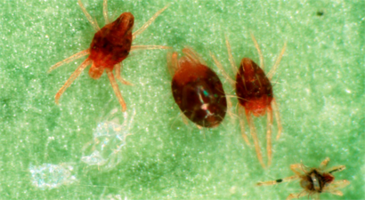 Turunçgillerde Kırmızı Örümcek ile Mücadele!