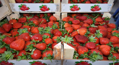 Aydın Çilek Üretimi: Yurtdışına 12,5 Bin Ton İhraç Ediliyor