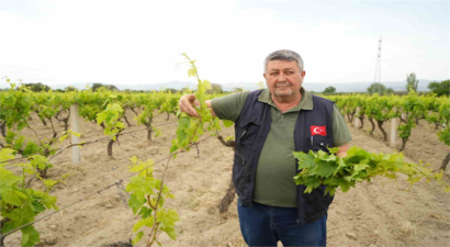 Manisa`da Üzüm Bağlarında Korkutan Gerileme