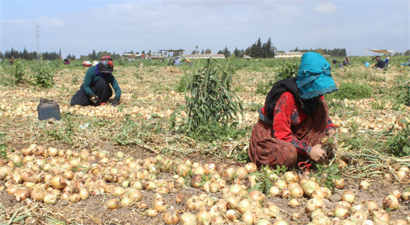 Amik Ovası`nda Soğan Hasadı Başladı ve Fiyatlar Açıklandı!