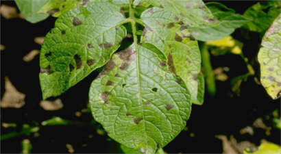 Yapay Zeka ve Drone Teknolojisi İle Patates Hastalıkları Erken Tespit Edilecek