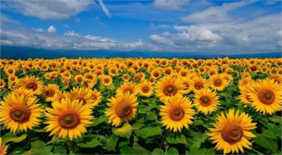 Ayçiçeğinde Yabancı Ot Mücadelesi!