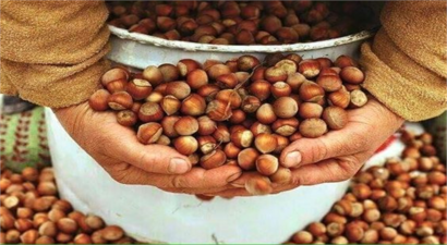 2024-2025 Sezonu Fındık Alım Fiyatları Açıklandı!