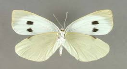 Lahana Kelebeği ile Mücadele!