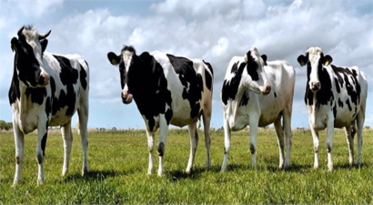 Desteklemeler Ödeniyor!