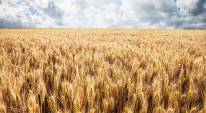 TMO, 2025 Yılı Hububat Alım Fiyatlarını Açıkladı!