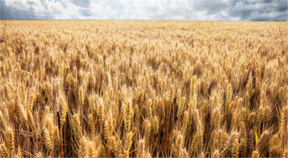 TMO, Hububat Alım Bedellerini Üreticilerin Hesaplarına Aktarmaya Başladı!