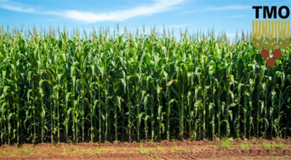 2025 Yılı Mısır Alım Fiyatları Belirlendi!