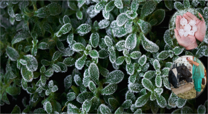 Hasar Tazminatları Ödendi!