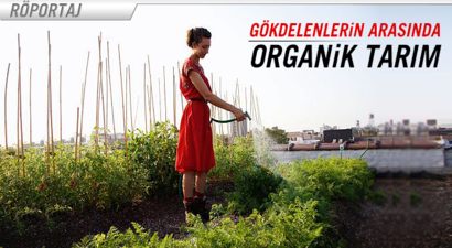 Gökdelenlerin arasında `Organik Tarım!`