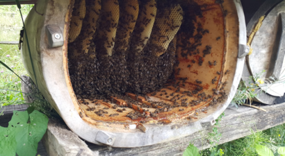 Artvin Arı Yetiştiricileri Birliği Başkanı Ahmet Necmi Yazıcı ile Arıcıların Gündemini Konuştuk