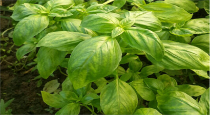 Doğadan Sofraya Taze Üretimin Yolculuğu