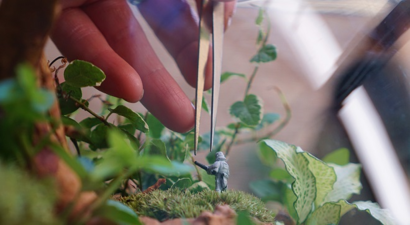 Evimizdeki Mikro Dünya: Teraryum